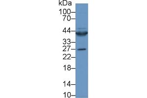 Western Blot; Sample: Rat Heart lysate; Primary Ab: 1µg/ml Rabbit Anti-Human CTGF Antibody Second Ab: 0. (CTGF antibody  (AA 80-200))