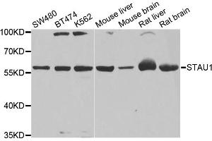 Western blot analysis of extracts of various cell lines, using STAU1 antibody (ABIN5972273) at 1/1000 dilution. (STAU1/Staufen antibody)