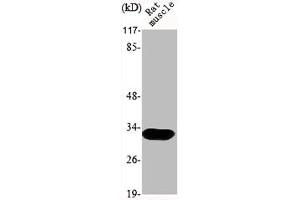 Western Blot analysis of RAT-MUSCLE cells using MOX-2 Polyclonal Antibody (MEOX2 antibody  (Internal Region))