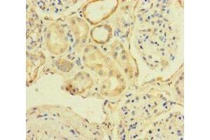 Immunohistochemistry of paraffin-embedded human kidney tissue using ABIN7171622 at dilution of 1:100 (TBC1D24 antibody  (AA 1-169))