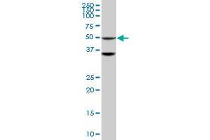 STK40 monoclonal antibody (M04), clone 4G3. (STK40 antibody  (AA 349-434))