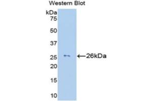 Western Blotting (WB) image for anti-Granzyme M (Lymphocyte Met-Ase 1) (GZMM) (AA 26-257) antibody (ABIN1172881) (GZMM antibody  (AA 26-257))
