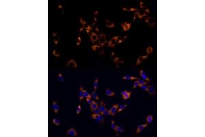 Immunofluorescence analysis of PC-12 cells using PREB Rabbit mAb (ABIN7269547) at dilution of 1:50 (40x lens). (PREB antibody)