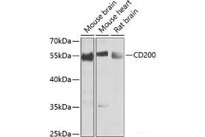 Western blot analysis of extracts of various cell lines using CD200 Polyclonal Antibody at dilution of 1:1000. (CD200 antibody)