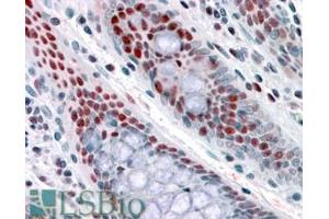 ABIN190833 (3. (NAT10 antibody  (Internal Region))