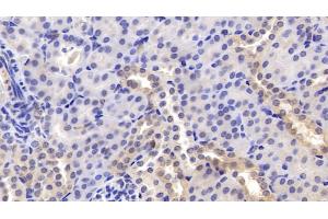 Detection of PEDF in Mouse Kidney Tissue using Monoclonal Antibody to Pigment Epithelium Derived Factor (PEDF) (PEDF antibody  (AA 19-417))