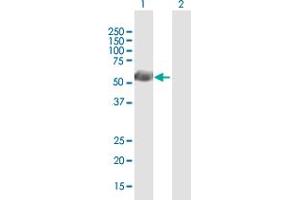 Western Blot analysis of GFI1 expression in transfected 293T cell line by GFI1 MaxPab polyclonal antibody. (GFI1 antibody  (AA 1-422))