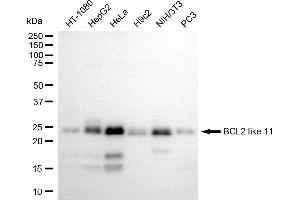 Western blotting analysis using BCL2 like 11 antibody (ABIN7797751).