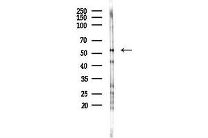 Western blot analysis of lysates from RAW264.