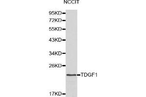 Western blot analysis of NCCIT cell lysate using TDGF1 antibody. (TDGF1 antibody  (AA 1-188))