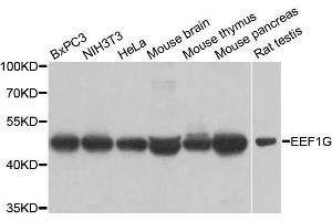 Western blot analysis of extracts of various cell lines, using EEF1G antibody. (EEF1G antibody  (AA 168-437))