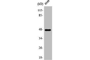 Western Blot analysis of A549 cells using PSK-H1 Polyclonal Antibody (PSKH1 antibody  (Internal Region))