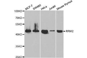 Western blot analysis of extracts of various cell lines, using RRM2 antibody.