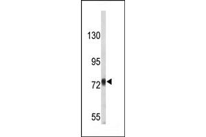 Western blot analysis of P-p 9053a in T47D cell line lysates (35 μg/lane). (APP antibody  (AA 735-763))