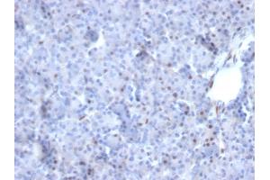 Formalin-fixed, paraffin-embedded human Pancreas stained with AKT1 Mouse Monoclonal Antibody (AKT1/2784). (AKT1 antibody  (AA 85-189))