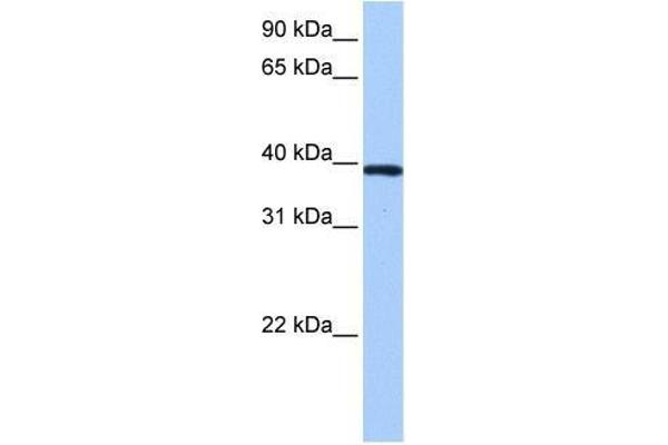 ZNF618 antibody  (N-Term)