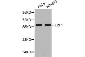 Western blot analysis of extracts of various cell lines, using E2F1 antibody. (E2F1 antibody)