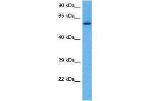 Host:  Rabbit  Target Name:  RELB  Sample Tissue:  Mouse Pancreas  Antibody Dilution:  1ug/ml (RELB antibody  (C-Term))