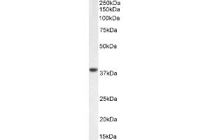C5AR1 antibody  (C-Term)