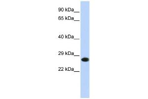 PSMA2 antibody used at 1 ug/ml to detect target protein. (PSMA2 antibody)