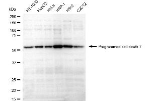anti-Programmed Cell Death 7 (PDCD7) antibody