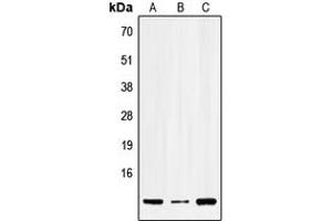 Western blot analysis of SERP1 expression in HEK293T (A), Raw264. (SERP1 antibody  (N-Term))