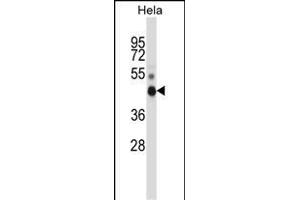 NONO Antibody (N-term) (ABIN657703 and ABIN2846694) western blot analysis in Hela cell line lysates (35 μg/lane).