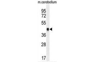 CREB1 Antibody (Center) western blot analysis in mouse cerebellum tissue lysates (35µg/lane). (CREB1 antibody  (Middle Region))