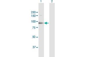 Western Blot analysis of ESF1 expression in transfected 293T cell line by ESF1 MaxPab polyclonal antibody. (ESF1 antibody  (AA 1-851))