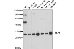 Western blot analysis of extracts of various cell lines, using MLF2 antibody (ABIN7268725) at 1:1000 dilution. (MLF2 antibody  (AA 1-65))