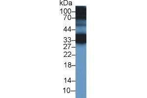 Detection of CREG1 in Mouse Ear lysate using Polyclonal Antibody to Cellular Repressor Of E1A Stimulated Genes 1 (CREG1) (CREG1 antibody  (AA 66-196))