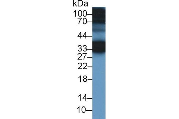 CREG1 anticorps  (AA 66-196)