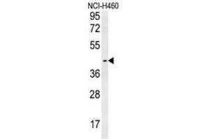 Western blot analysis in NCI-H460 cell line lysates (35ug/lane) using LAPTM5  Antibody (N-term).