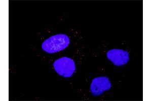 Proximity Ligation Analysis of protein-protein interactions between PDGFRB and RAF1. (RAF1 antibody  (AA 1-130))