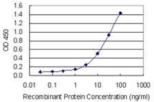Detection limit for recombinant GST tagged MALT1 is 0. (MALT1 antibody  (AA 1-813))