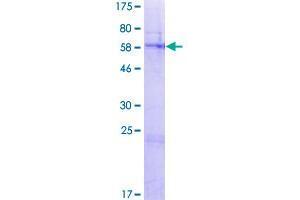 FAHD2A Protein (AA 1-314) (GST tag)