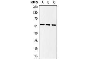 Western blot analysis of MINA53 expression in HEK293T (A), NIH3T3 (B), PC12 (C) whole cell lysates. (MINA antibody  (Center))
