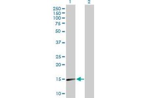 Western Blot analysis of SNCA expression in transfected 293T cell line by SNCA MaxPab polyclonal antibody. (SNCA antibody  (AA 1-140))