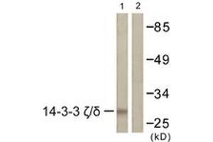 Western blot analysis of extracts from K562 cells, using 14-3-3 zeta/delta (Ab-232) Antibody. (14-3-3 zeta antibody  (AA 196-245))