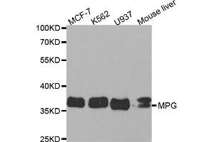 Western blot analysis of extracts of various cell lines, using MPG antibody (ABIN5973138) at 1/1000 dilution. (MPG antibody)