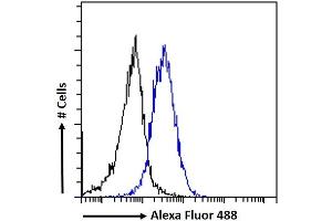 (ABIN263149) Flow cytometric analysis of paraformaldehyde fixed A549 cells (blue line), permeabilized with 0. (ETV1 antibody  (Internal Region))