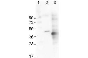 Western Blot using  Immunochemicals' Mouse Anti-6x-His Epitope Tag Monoclonal Antibody showing detection of the 6xHis sequence on N-terminally-tagged (lane 2) and C-terminally-tagged recombinant proteins (lane 3). (His Tag antibody  (Cy3))