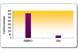 ChIP of Histone H3 acetyl Lys9 mAb. (Histone 3 antibody  (H3K9ac))