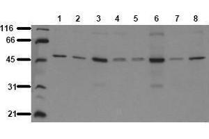 Western Blotting (WB) image for anti-Glycogen Synthase Kinase 3 alpha (GSK3a) antibody (ABIN126803) (GSK3 alpha antibody)