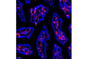 Immunofluorescence of paraffin embedded mouse small intestine using SHF-1 (ABIN7075710) at dilution of 1:600 (400x lens) (SHF antibody)