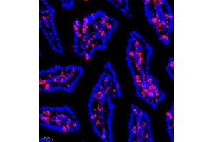 Immunofluorescence of paraffin embedded mouse small intestine using SHF-1 (ABIN7075710) at dilution of 1:600 (400x lens) (SHF antibody)