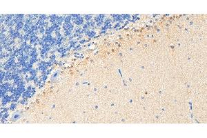 ABIN184729 (5µg/ml) staining of paraffin embedded Human Cortex. (PEBP1 antibody  (C-Term))