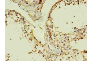 Immunohistochemistry of paraffin-embedded human testis using ABIN7140933 in 30 μg/mL dilute concentrations. (CD14 antibody)