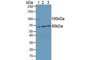 Figure. (KLC1 antibody  (AA 1-254))