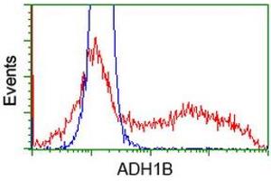 HEK293T cells transfected with either RC205391 overexpress plasmid (Red) or empty vector control plasmid (Blue) were immunostained by anti-ADH1B antibody (ABIN2454586), and then analyzed by flow cytometry. (ADH1B antibody)
